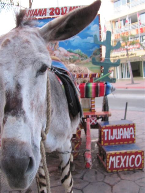 Tijuana Zonkeys Bring Smiles And An Uncertain Future