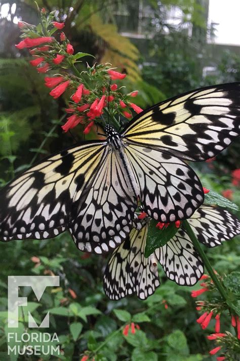 Butterflies Of The Rainforest Exhibit Id Guide Artofit