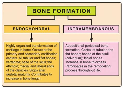 Intramembranous Bone Formation