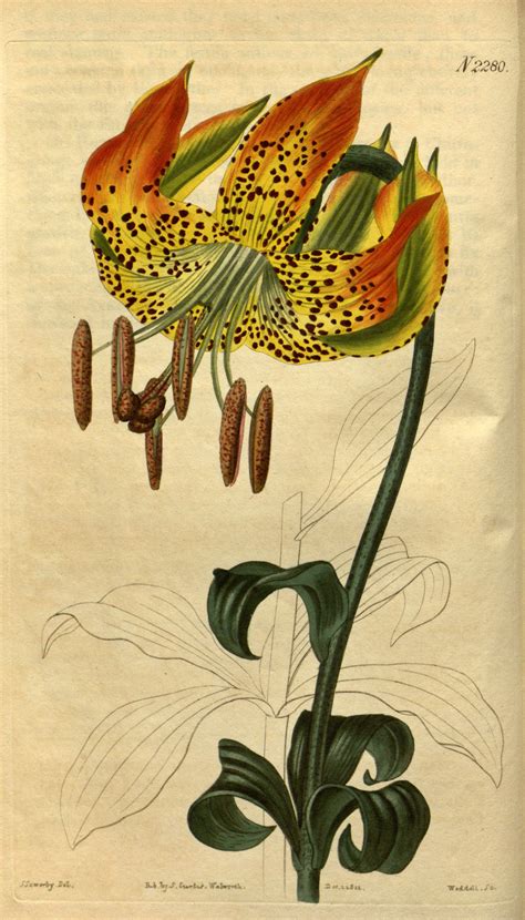 Carolina Lily Lilium Michauxii Circa 1822 Botany Illustration