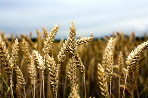 Cereal Crops To Grab More Alberta Real Estate Alberta Farmer Express