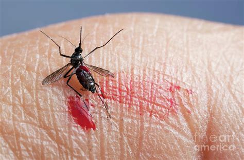 Asian Tiger Mosquito Female Swatted Photograph By Pascal Goetgheluckscience Photo Library