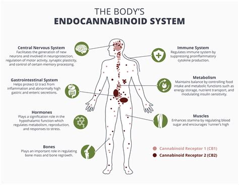 Endocannabinoids System Key Components Of Ecs