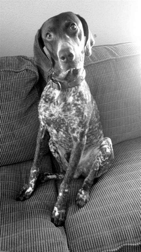 I Love Dogs Puppy Love German Shorthaired Pointer Gsp Four Legged