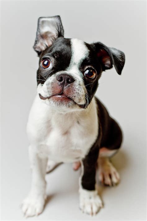 75 Boston Terrier Puppy Pics Picture Bleumoonproductions