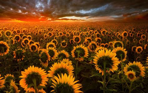 It is a big farm. 2880x1800 Sunflower Field Macbook Pro Retina HD 4k ...