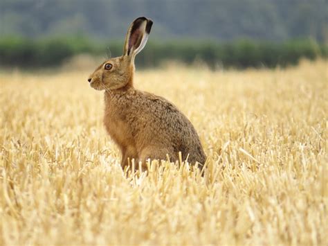 The mammals are the class of vertebrate animals characterized by the production of milk in females for the nourishment of young, from mammary most mammals give birth to live young, but a few (the monotremes) lay eggs. Mammal Society photographer of the year 2016 - winners in ...