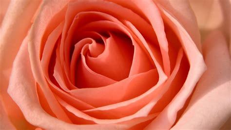 The rose flower's beauty or its typical rich red color. Rose HDTV 1080p Wallpapers | HD Wallpapers | ID #5685