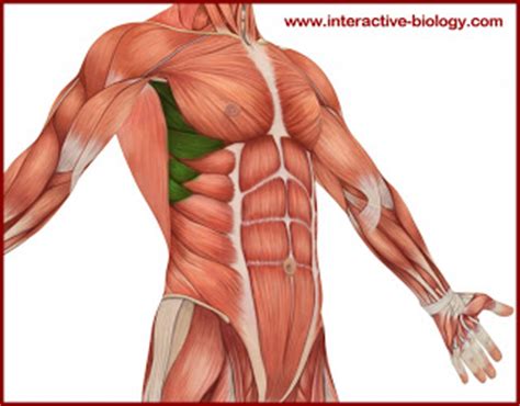 Ribcage respiratory muscle anatomy learn by taking a quiz. The Aging Athlete: Cycling Posture...Trying to Wrap This Up!