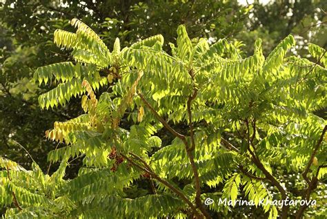Trees Of Tropical Asia Averrhoa Bilimbi