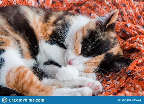 Cute Little Kitten Sleeping On A Woolen Blanket Stock