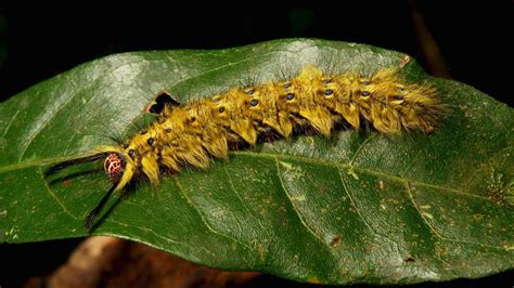 9 Different Types Of Caterpillars Moth Caterpillar Caterpillar Moth