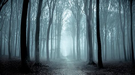 Path Through A Misty Forest During A Foggy Winter Day Stock Photo