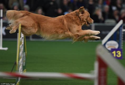 Dogs Compete In Annual Westminster Agility Championship Daily Mail Online