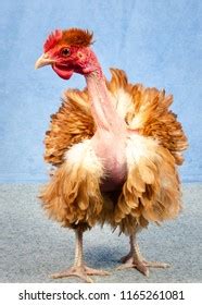Frizzle Naked Neck Chicken Stock Photo Shutterstock