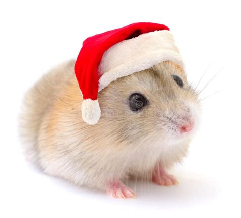 Hamster In A Red Santa Claus Hat Stock Photo Image Of Humor Hamster