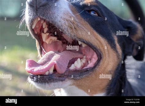 Open Dog Mouth Showing Tongue And Teeth Stock Photo Alamy