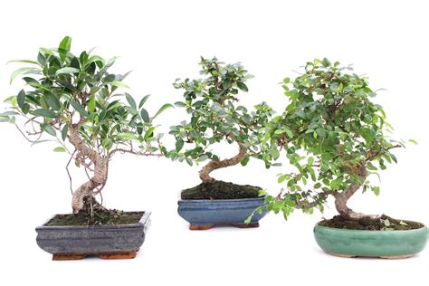 Indoor Bonsai Tree Care Guidelines Bonsai Empire
