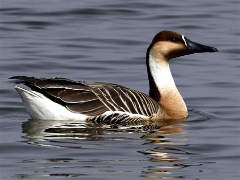 Swan Goose Anser Cygnoides By Lonelyshrimp Animals Farm Animals