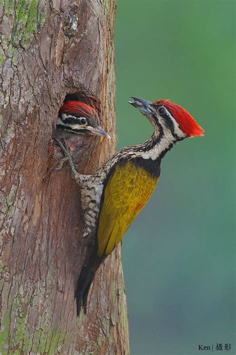Common Flameback Woodpecker Beautiful Birds Bird Bird Art
