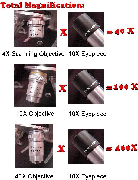 Compound Light Microscope Magnification Calculation Shelly Lighting
