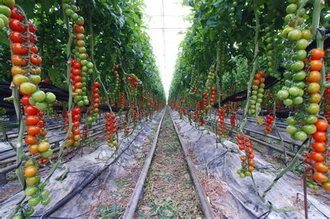 Tomato Dream Vegetable Garden For Beginners Backyard Vegetable Gardens