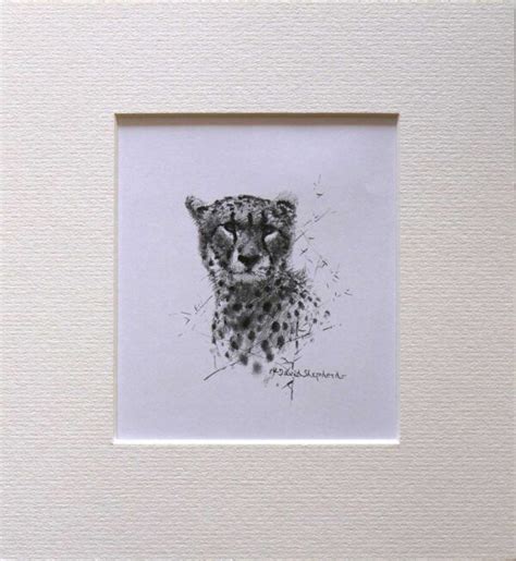 Wildlife Sketch Cheetah David Shepherd Wildlife Foundation
