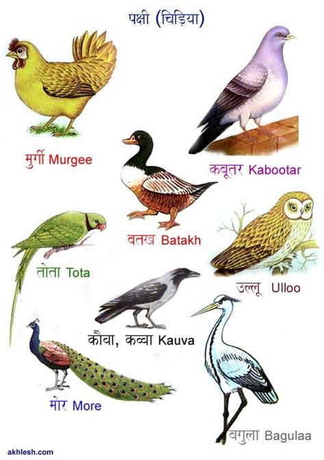 Birds Name List In Hindi