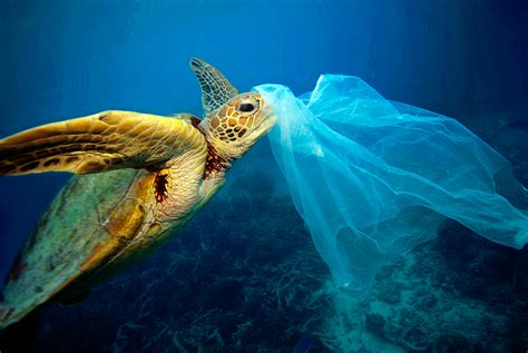 Plastic Endangered Ocean
