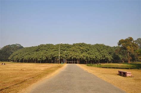 Arunachala Land Banyan Tree