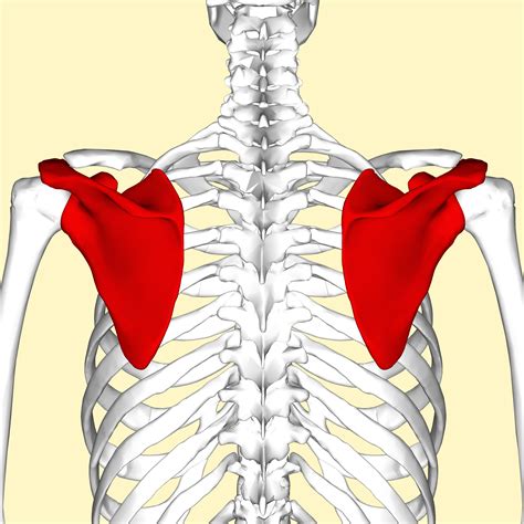Filescapula Posterior View2png Wikimedia Commons