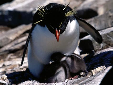 Animals Penguins Baby Birds Rockhopper Penguins