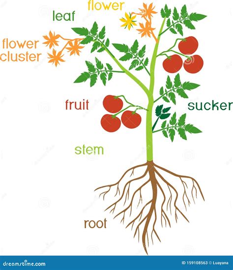Morfolog A De La Planta De Tomate Con Hojas Verdes Frutos Rojos Flores Amarillas Y Sistema De
