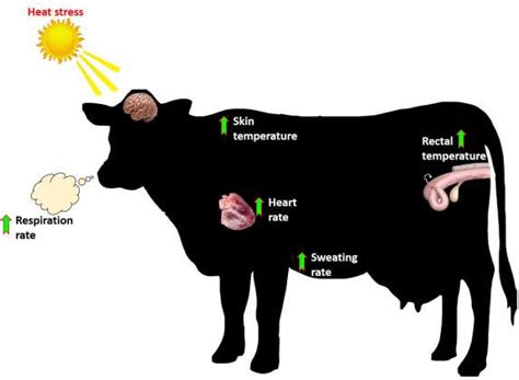 Alterations In Various Physiological Variables In Heat Stressed Cattle Download Scientific