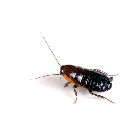 Oriental Cockroach Control Services In Utah Thorn