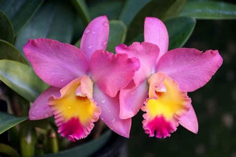 cattleya orchids different types how to grow and care florgeous