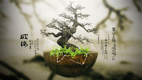 Bonsai Tree Wallpaper For Desktop