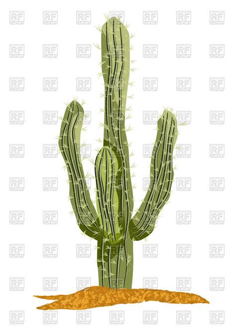 Saguaro Cactus Vector At Getdrawings Free Download