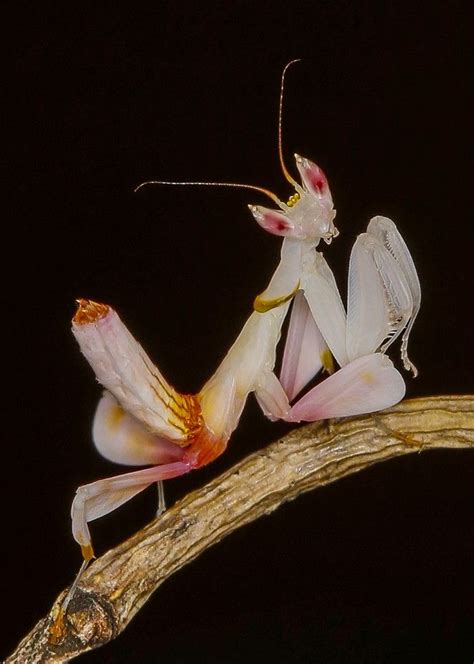 Orchid Praying Mantis Portrait Praying Mantis Beautiful Bugs Cool