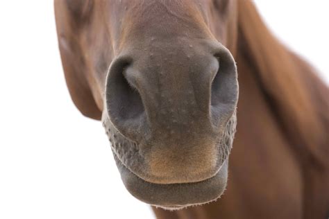 Horse Noses We Want To Smooch Cowboy Magic Cowboy Magic