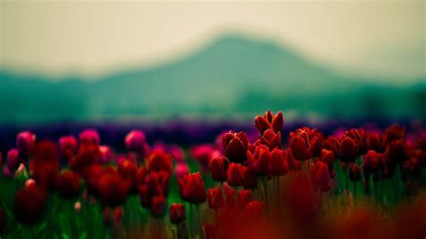 Fond Décran La Nature Rouge Champ Vert Couleur Fleur Tulipe