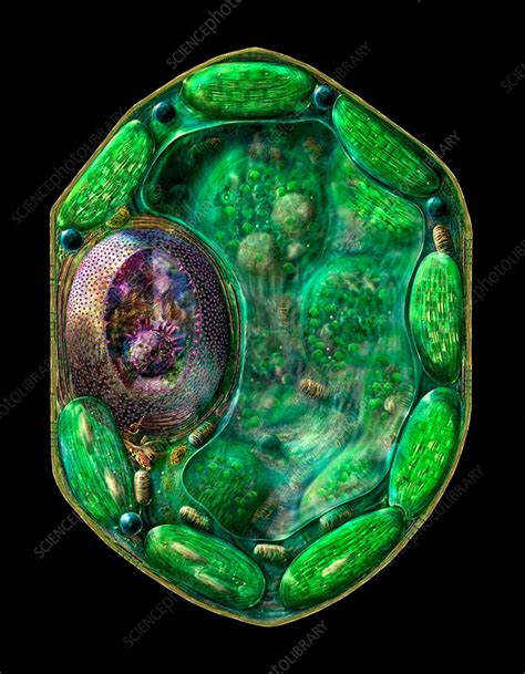 Plant Cell Illustration Stock Image C0308420 Science Photo Library