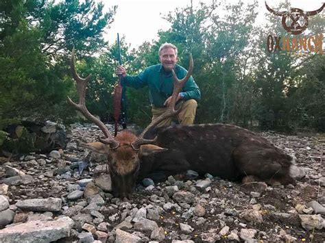 Sika Deer Hunting 18000 Acres In Texas 60 Species Ox Ranch