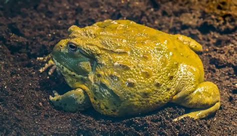 Pixie Frog Care Sheet Everything About Giant African Bullfrogs