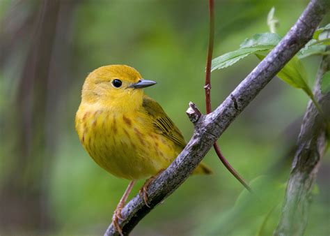 New Audubon Science Two Thirds Of North American Birds At Risk Of