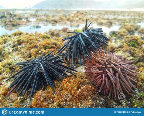 Sea Urchins On The Coral Stock Image Image Of Wildlife 212821039