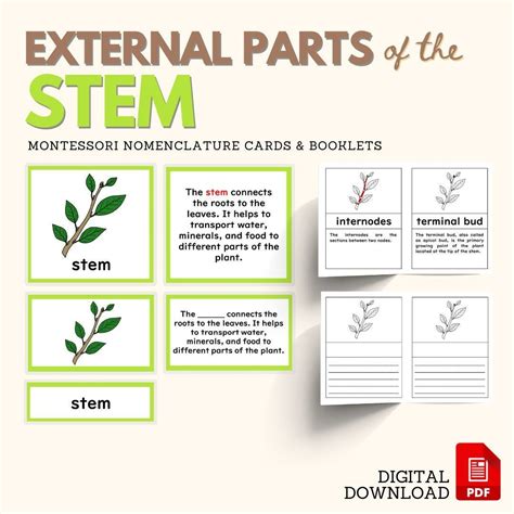 Botany Unit Stem External Parts Montessori Nomenclature 5 Part Cards