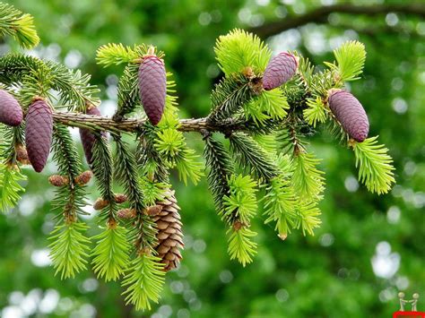 Free Download Beautiful Fruits Tree Natural Wallpaper Hd Wallpapers