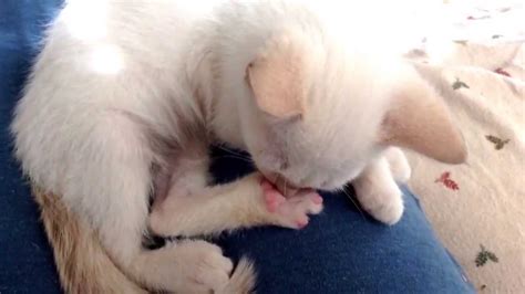 Kitten Sucking His Paw Youtube