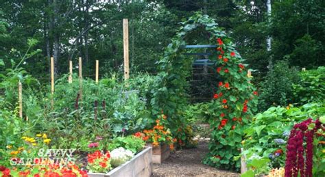 It begins by covering cages like the wire mesh and concrete wire mesh cages. Vertical vegetable gardening: pole bean tunnels